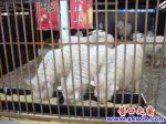 蓋州：購(gòu)物抽獎(jiǎng)能中豬、羊、雞