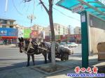 蓋州：公交站點(diǎn)停馬車，小樹竟成拴馬樁