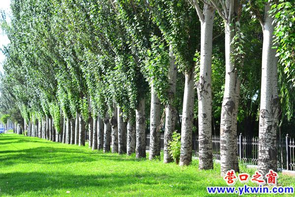 營口植物園樹上的眼睛在流淚