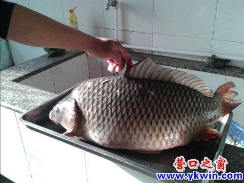 營口釣出十七斤重的大鯉魚