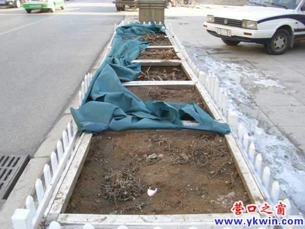 花壇帳篷冬至損毀 花根挨凍有礙觀瞻