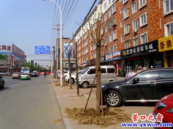 新興大街：死樹(shù)重栽 成本翻番