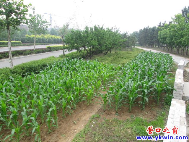 鲅魚圈：綠化帶上的兩塊玉米地