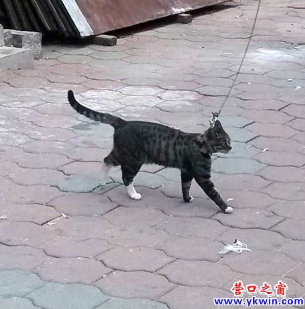 寺廟旁 “巡邏”貓