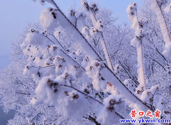  營(yíng)口的霧凇   童話的世界