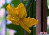 鮮花讓小區(qū)“靚起來”4