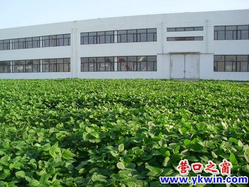 這個廠區(qū)不種綠草種黃豆