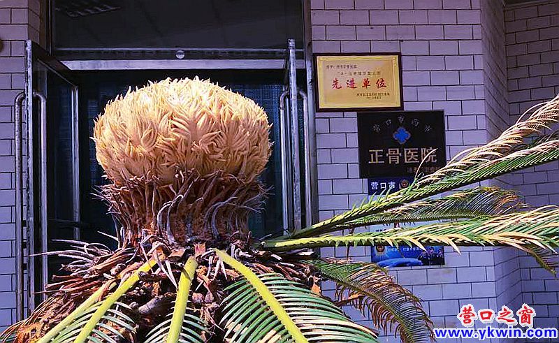 罕見！營口一鐵樹開花