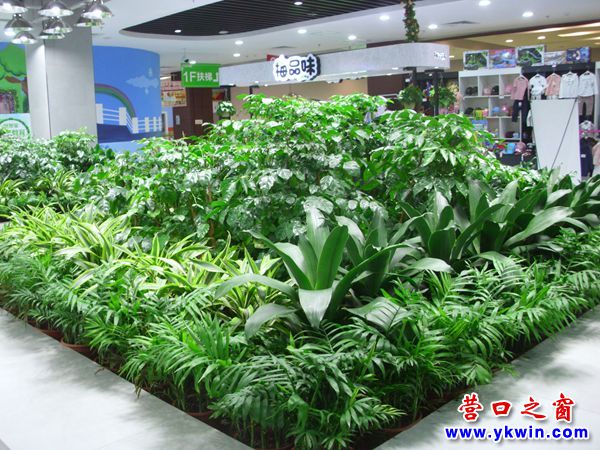 這家超市有個(gè)植物園