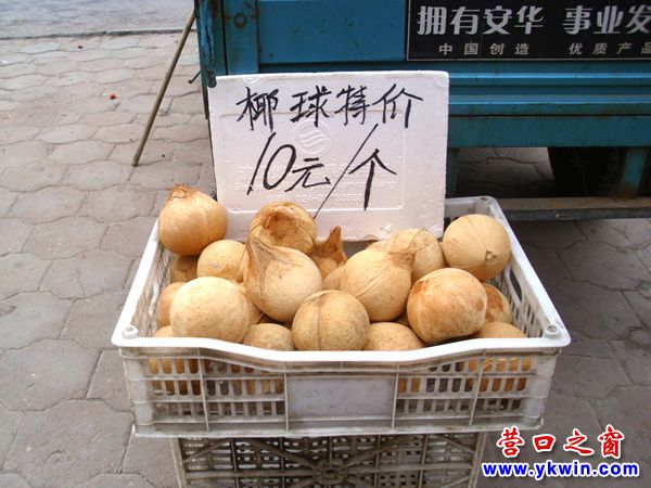 椰子登陸營口 市民光摸不買