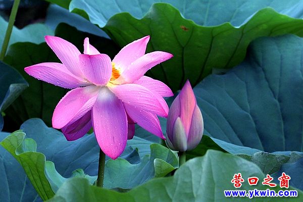 營(yíng)口雨后荷花美翻了！