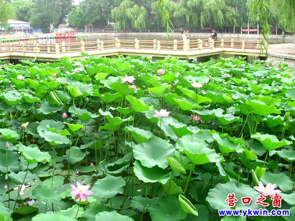 營(yíng)口城市美了，楞嚴(yán)寺公園荷花怒放