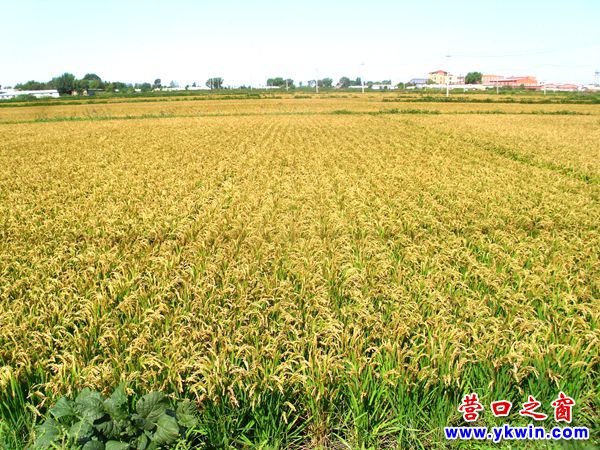 營(yíng)口水稻豐收在望