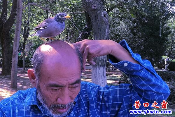 八哥跟著主人散步  心無(wú)旁騖！