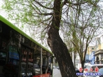 歪樹(shù)占道剮車(chē) 大巴首當(dāng)其沖