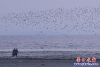 鳥(niǎo)浪10