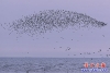 鳥(niǎo)浪9