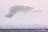 鳥(niǎo)浪8
