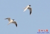 鳥(niǎo)浪5