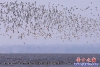 鳥(niǎo)浪2