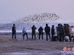 營(yíng)口再現(xiàn)“鳥(niǎo)浪”奇觀