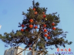 這些紅燈籠想與綠松樹度蜜年？