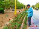營(yíng)口楞嚴(yán)寺公園中軸線兩旁增開月季花