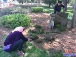 公園鋪設(shè)草坪  請您愛心呵護