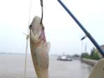 營(yíng)口大遼河北岸 初生海鯰魚上鉤