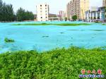 營(yíng)口市河畔小區(qū)西鄰那片空地春天穿冬裝