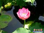 營口楞嚴(yán)寺公園湖中盛開粉紅花