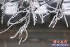 營口出現(xiàn)霧凇美景3