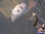 營(yíng)口楞嚴(yán)寺公園：魚(yú)翻塘死亡！