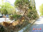 營(yíng)口市金牛山大街中西段道路改造工程已開始動(dòng)工