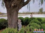 營(yíng)口新建綠地廣場(chǎng)：為何樹下供菜刀