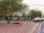 營(yíng)口：倒伏大樹被清理  道路恢復(fù)通暢