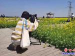 美翻了！這里的油菜花盛放