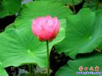 營口楞嚴(yán)寺公園滿湖荷花含苞待放