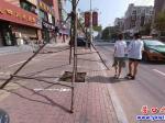 粗心！樹支撐架伸到路面 市民擔(dān)憂其安全