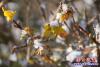 迎春花雪天里悄然綻放1