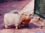 營口市人民公園新產(chǎn)一群小動物