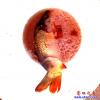 鯉魚(yú)2