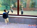 營(yíng)口市人民公園半數(shù)動(dòng)物住上了玻璃籠