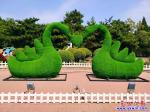 迎國慶，營口市人民公園一對“天鵝” 換新裝